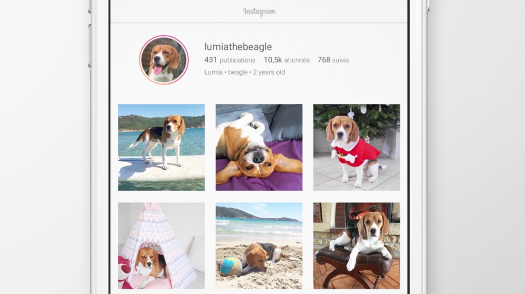 Pedigree Hack Les Comptes Instagram De Chiens Pour L Adoption